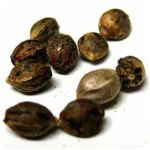 Семена марихуаны АК-47  (Seeds AK-47) в Суровикино